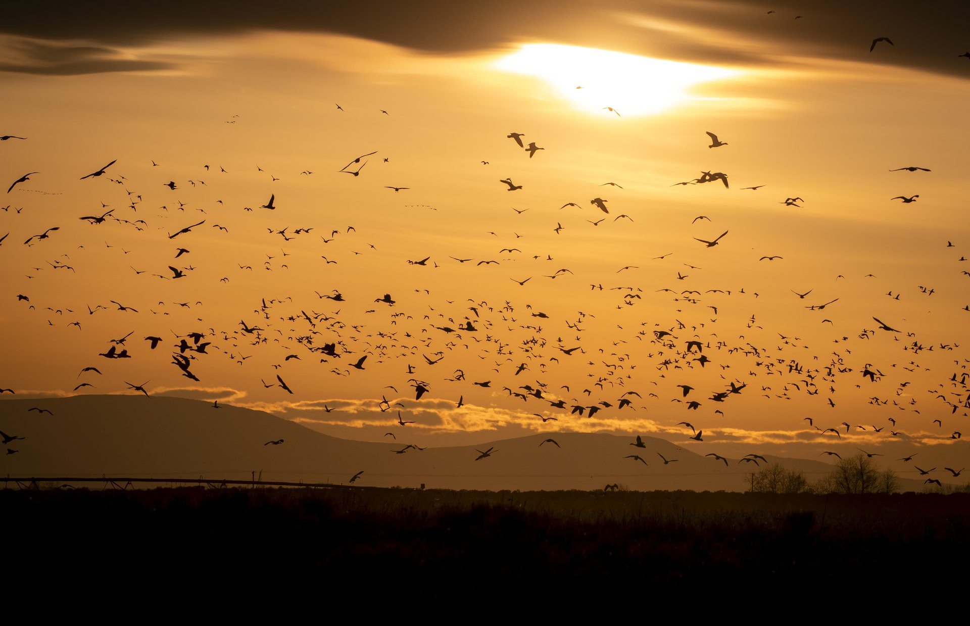 Snow Geese